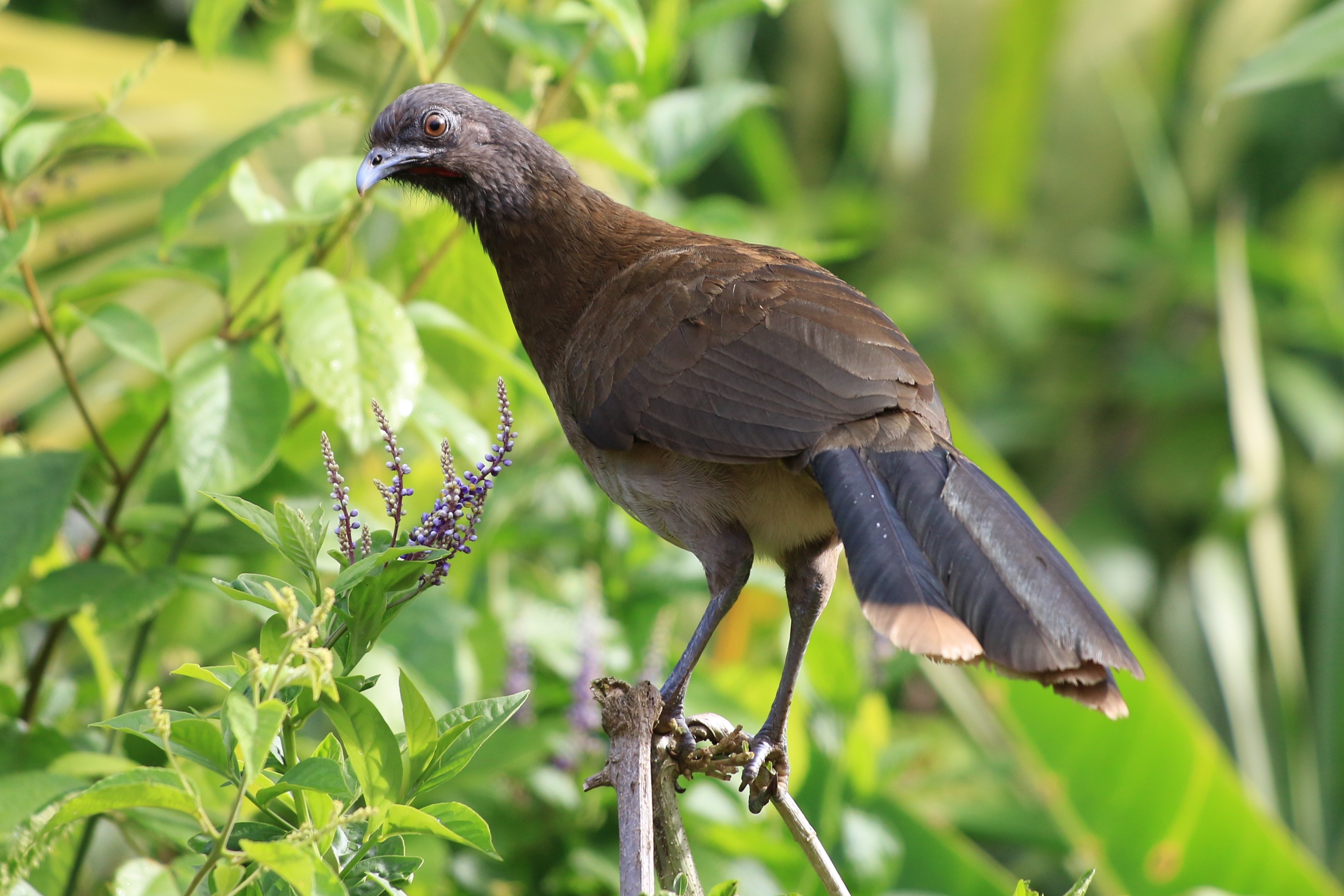 Costa Rica